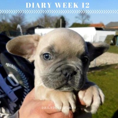 Diary week 12: Ik wil een puppy!, Puma event en Mindfulness